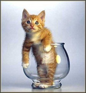 chatte